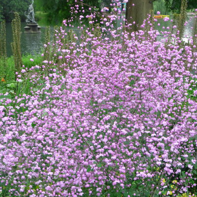 Wiesenraute, hellviolett, Topf 11x11 cm, 3 Pflanzen Wiesenraute, hellviolett, Topf 11x11 cm, 3 Pflanzen