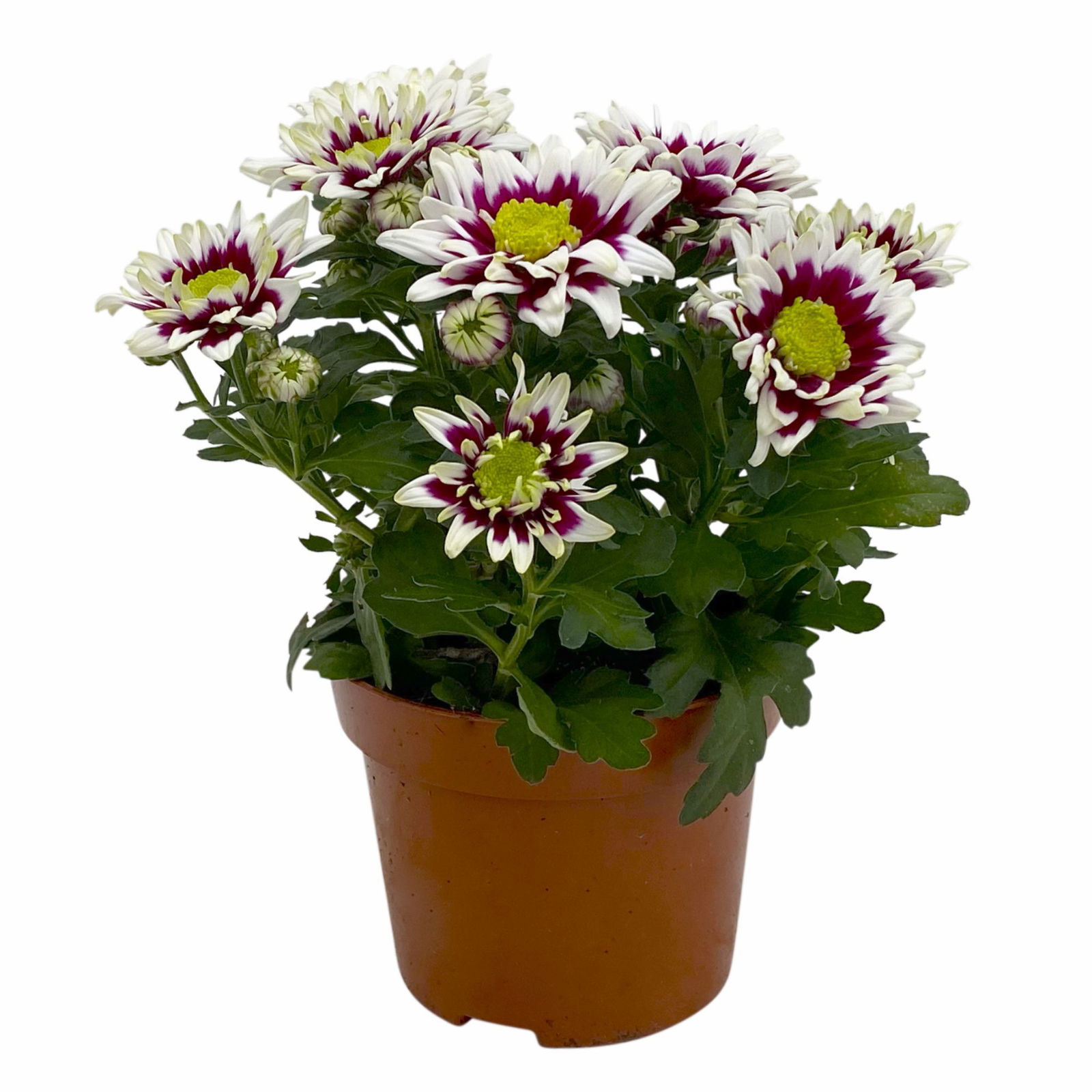 Chrysanthemen 'Splash Rocker' dunkelrot-weiß, Topf-Ø 12 cm, 6er-Set