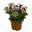 Chrysanthemen 'Splash Rocker' dunkelrot-weiß, Topf-Ø 12 cm, 6er-Set