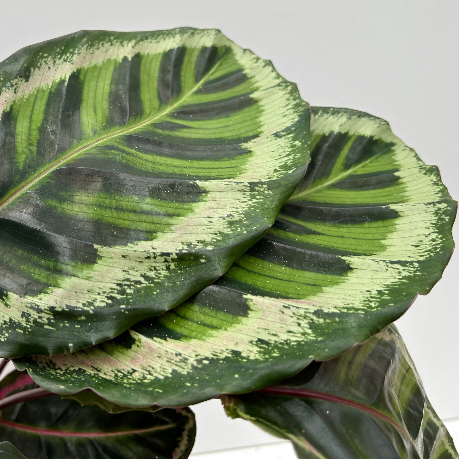 Calathea 'Angela', Topf-Ø 19 cm, Höhe ca. 40-70 cm