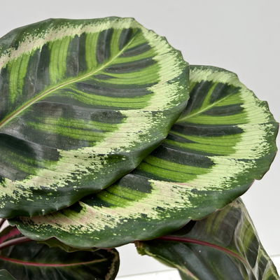 Calathea 'Angela', Topf-Ø 19 cm, Höhe ca. 40-70 cm Calathea 'Angela', Topf-Ø 19 cm, Höhe ca. 40-70 cm