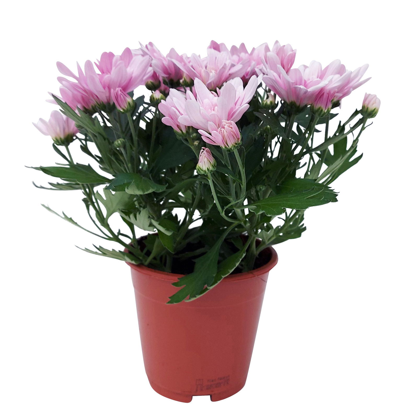 Chrysanthemen 'Chrysanne® Grandezza Pink', pink, Topf-Ø 13 cm, 6er-Set