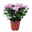 Chrysanthemen 'Chrysanne® Grandezza Pink', pink, Topf-Ø 13 cm, 6er-Set