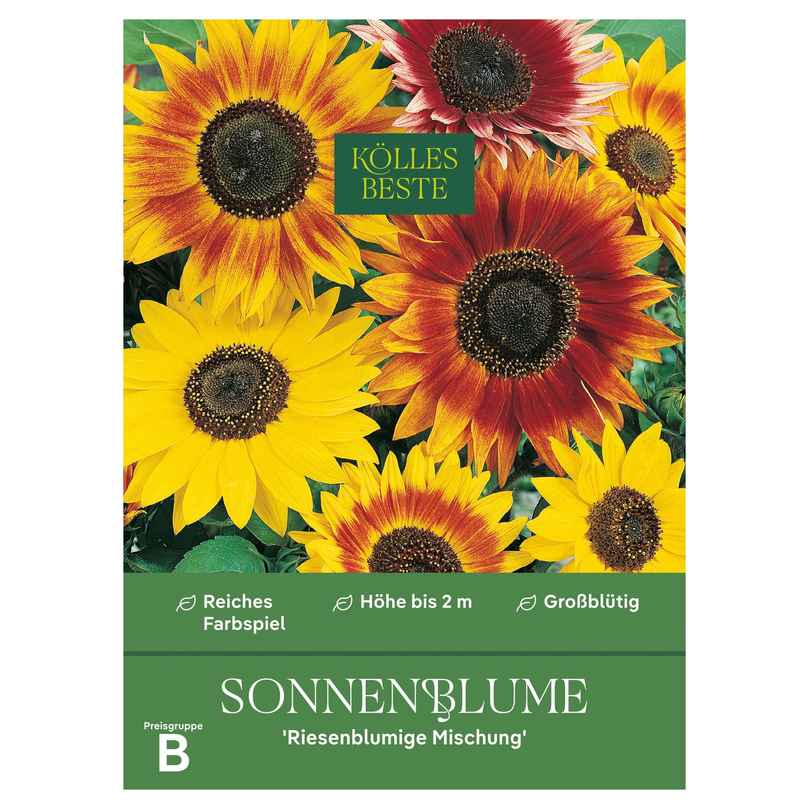 Kölles Beste Blumensamen, Sonnenblume 'Riesenblumige Mischung'