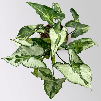 Syngonium 'Three Kings', Topf-Ø 12cm, Höhe ca. 25 cm Syngonium 'Three Kings', Topf-Ø 12cm, Höhe ca. 25 cm