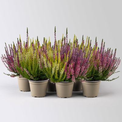Calluna 'Beauty Ladies® Milca-Trio', lila-rot-weiß, Topf-Ø 11 cm, 6 Pflanzen Calluna 'Beauty Ladies® Milca-Trio', lila-rot-weiß, Topf-Ø 11 cm, 6 Pflanzen