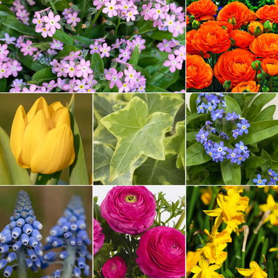 Pflanzenkreation Bunter Frühling, 9 Pflanzen inkl. Erde & Dünger