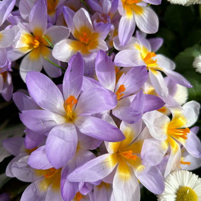 Wildkrokus, lila, Topf-Ø 10,5 cm, 6 Pflanzen