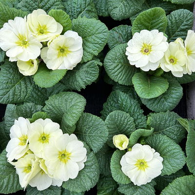 Primel 'Mojito', cremeweiß, Topf-Ø 11 cm, 8 Pflanzen Primel 'Mojito', cremeweiß, Topf-Ø 11 cm, 8 Pflanzen