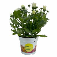 Chrysanthemen 'Sensation' weiß gefranst, Topf-Ø 14 cm, 4er-Set