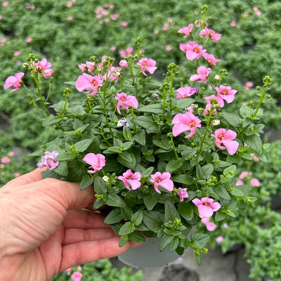 Elfensporn, rosa, Topf-Ø 12 cm, 6 Pflanzen