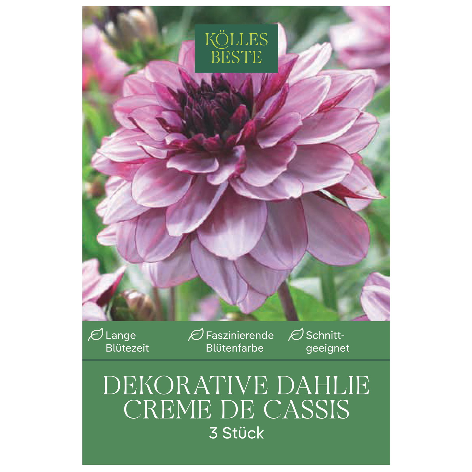 Kölles Beste Dekorative Dahlie Creme de Cassis, 3 Blumenknollen