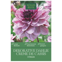 Kölles Beste Dekorative Dahlie Creme de Cassis, 3 Blumenknollen