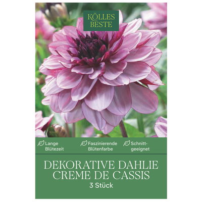 Kölles Beste Dekorative Dahlie Creme de Cassis, 3 Blumenknollen