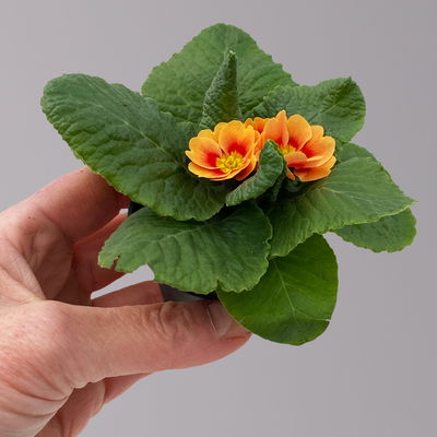 Primel Minis bunt, Farben zufällig, Topf-Ø 6 cm, 20 Pflanzen Primel Minis bunt, Farben zufällig, Topf-Ø 6 cm, 20 Pflanzen