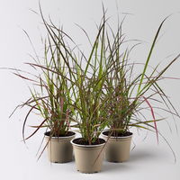 Lampenputzergras 'Fireworks', bunt, Topf-Ø 12 cm, 3 Pflanzen
