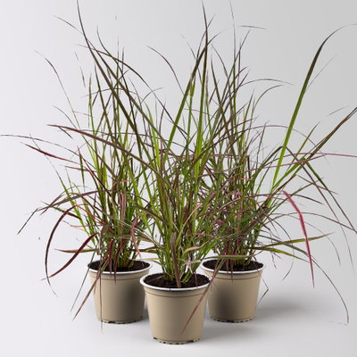 Lampenputzergras 'Fireworks', bunt, Topf-Ø 12 cm, 3 Pflanzen