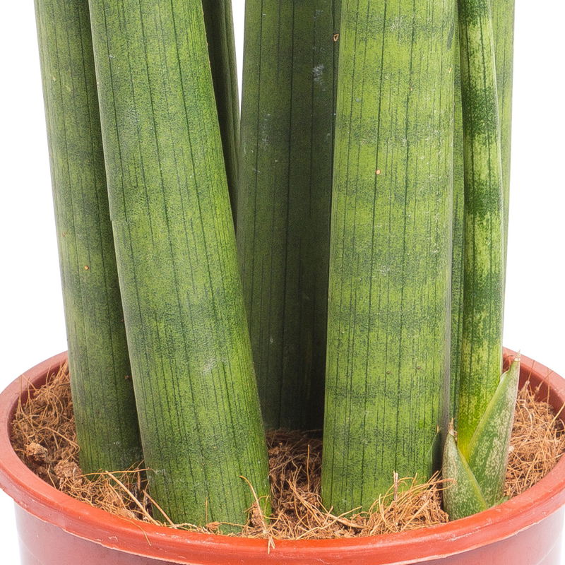 Bogenhanf 'Straight', TopfØ 14 cm, Höhe ca. 50 cm online kaufen