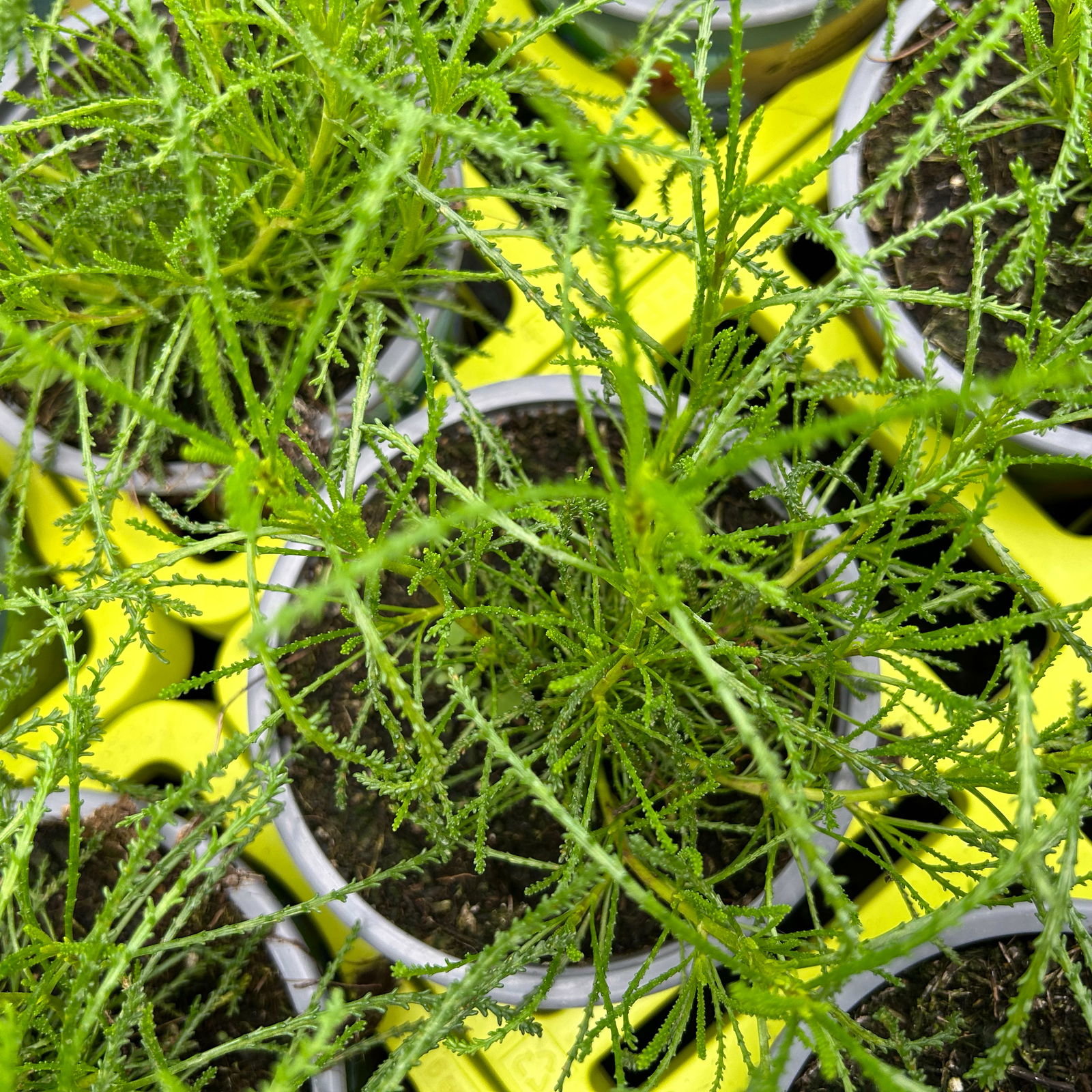 Olivenkraut, Kölle Bio, 12cm Topf, frisch aus unserer Bio-Gärtnerei
