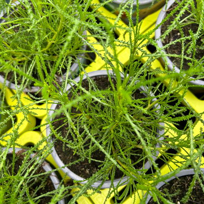 Olivenkraut, Kölle Bio, 12cm Topf, frisch aus unserer Bio-Gärtnerei Olivenkraut, Kölle Bio, 12cm Topf, frisch aus unserer Bio-Gärtnerei