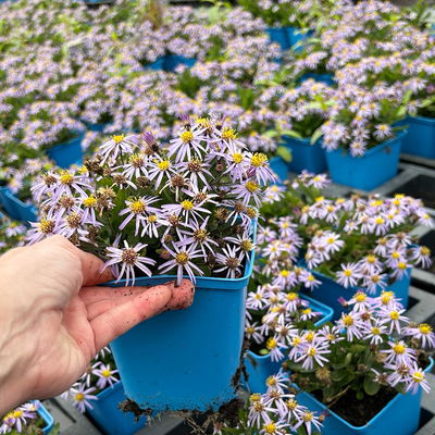 Bio Zwerg-Wildaster 'Nanus', violettblau, Topf 11x11 cm, 3 Pflanzen Bio Zwerg-Wildaster 'Nanus', violettblau, Topf 11x11 cm, 3 Pflanzen