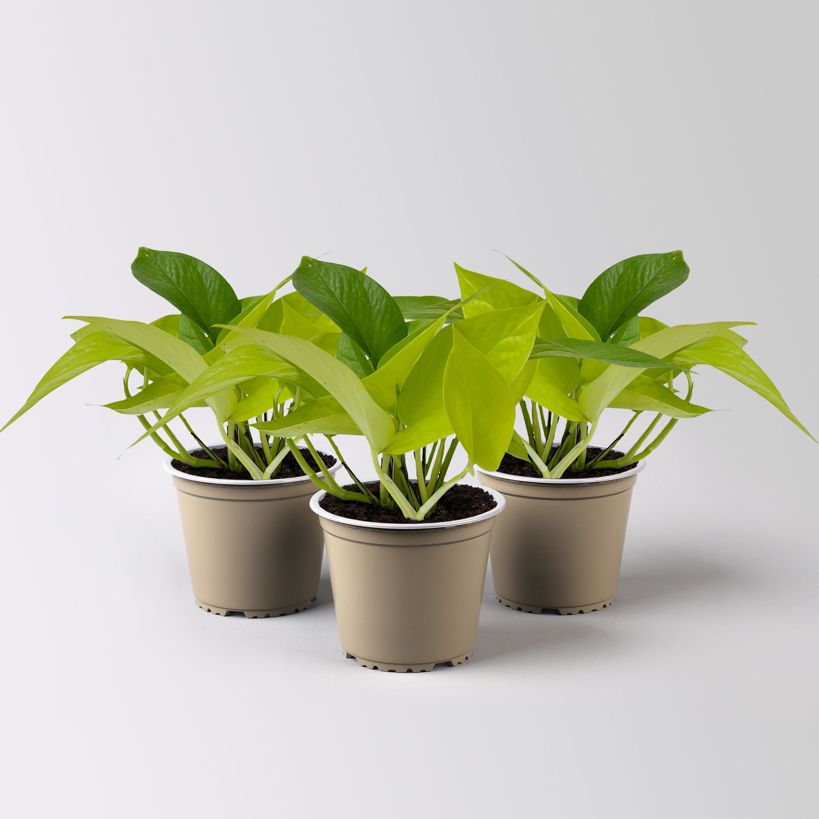 Efeutute 'Lime', gelbgrün, Topf-Ø 12 cm, 3 Pflanzen