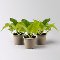 Efeutute 'Lime', gelbgrün, Topf-Ø 12 cm, 3 Pflanzen