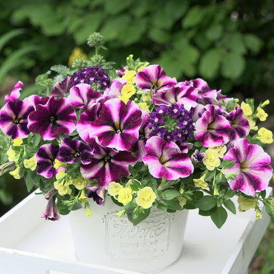 Sommerblüher-Mix, gelb-lila-weiß, Topf-Ø 13 cm, 6 Pflanzen