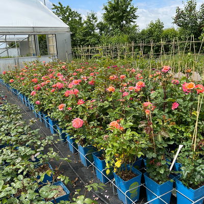 Duftende Edelrose 'Augusta Luise®', rose - aprikot, Topf 5 Liter Duftende Edelrose 'Augusta Luise®', rose - aprikot, Topf 5 Liter