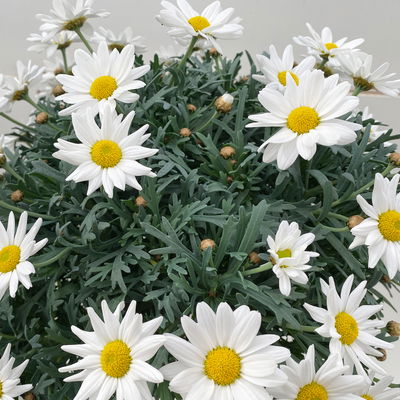 Margerite 'Stella', weiß, Stamm, Topf-Ø 25 cm Margerite 'Stella', weiß, Stamm, Topf-Ø 25 cm