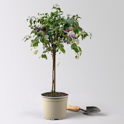 Fuchsie, Stamm, Farbe zufällig, Topf-Ø 17 cm, Höhe ca. 70 cm Fuchsie, Stamm, Farbe zufällig, Topf-Ø 17 cm, Höhe ca. 70 cm