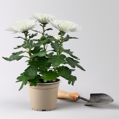 Chrysantheme 'Anastasia', weiß, großblumig, Topf-Ø 13 cm, 3 Pflanzen Chrysantheme 'Anastasia', weiß, großblumig, Topf-Ø 13 cm, 3 Pflanzen