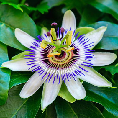 Passionsblume, blau-weiß, Pyramide, Topf-Ø 17 cm, Höhe ca. 60 cm