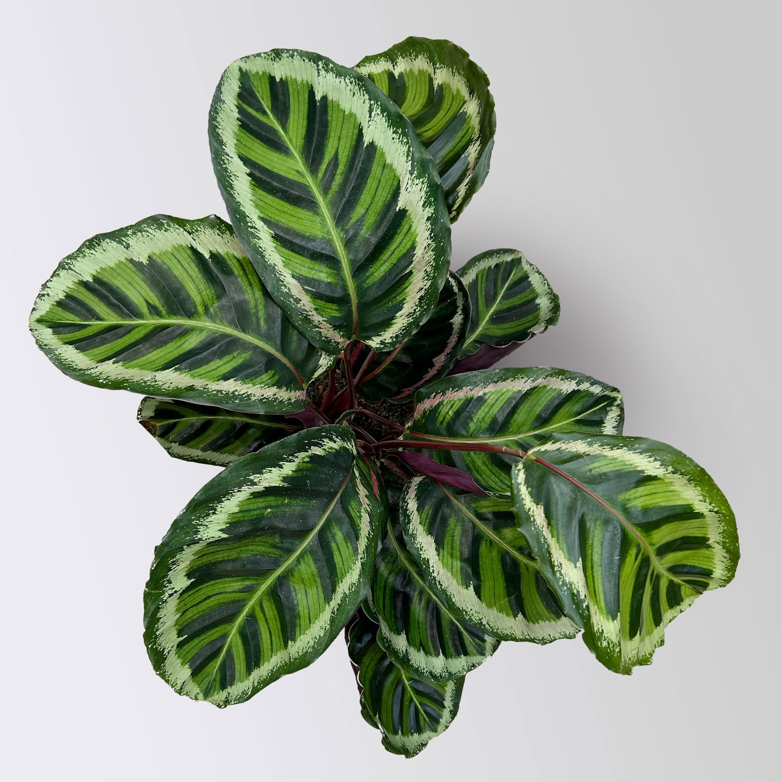 Calathea 'Angela', Topf-Ø 19 cm, Höhe ca. 40-70 cm