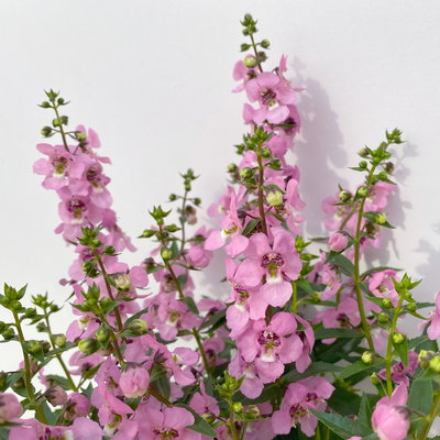 Angelonia rosa, Topf-Ø 12 cm, 6er-Set