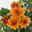 Chrysanthemen, Farben nach Verfügbarkeit, Topf-Ø 10,5 cm, 8er-Set
