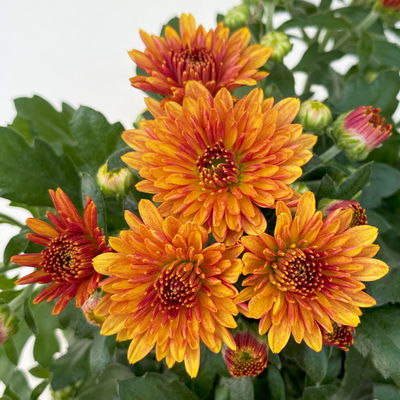 Chrysanthemen, Farben nach Verfügbarkeit, Topf-Ø 10,5 cm, 8 Pflanzen