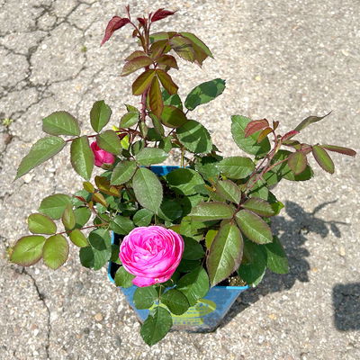 Englische Rose 'Gertrude Jekyll' (Ausbord) David Austin, rosa, Topf 5 Liter