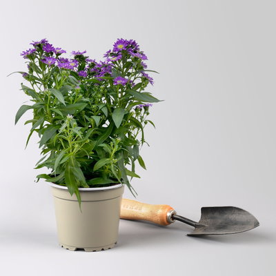 Aster novi-belgii Farben zufällig, Topf-Ø 12 cm, 6er-Set Aster novi-belgii Farben zufällig, Topf-Ø 12 cm, 6er-Set