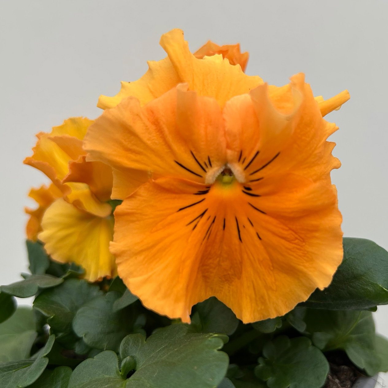 Stiefmütterchen Frizzle Sizzle®, orange, gewellt, Topf-Ø 13 cm, 6 Pflanzen Stiefmütterchen Frizzle Sizzle®, orange, gewellt, Topf-Ø 13 cm, 6 Pflanzen