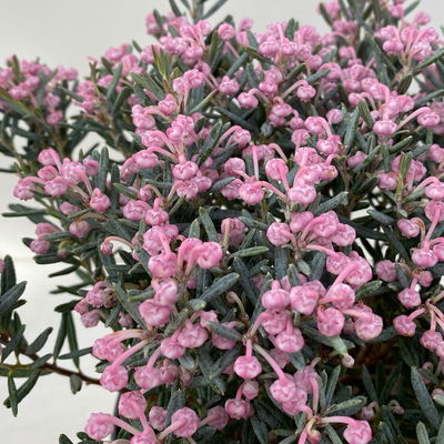 Rosmarinheide, Andromeda polifolia 'Blue Ice', rosa, Topf-Ø 17 cm, 2 Pflanzen