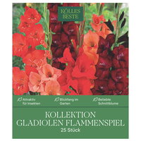 Kölles Beste Kollektion Gladiolen Flammenspiel, rot & orange, 25 Blumenzwiebeln