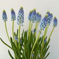 Traubenhyazinthe 'Julia' blau mit weiß, Topf -Ø 15 cm, 3 Pflanzen