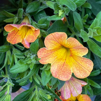 Zauberglöckchen 'Chameleon® Sunshine Berry' rosa-gelb, Topf-Ø 13 cm, 6 Pflanzen