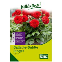 Gallerie-Dahlien 'Singer' rot, 1 Blumenknolle