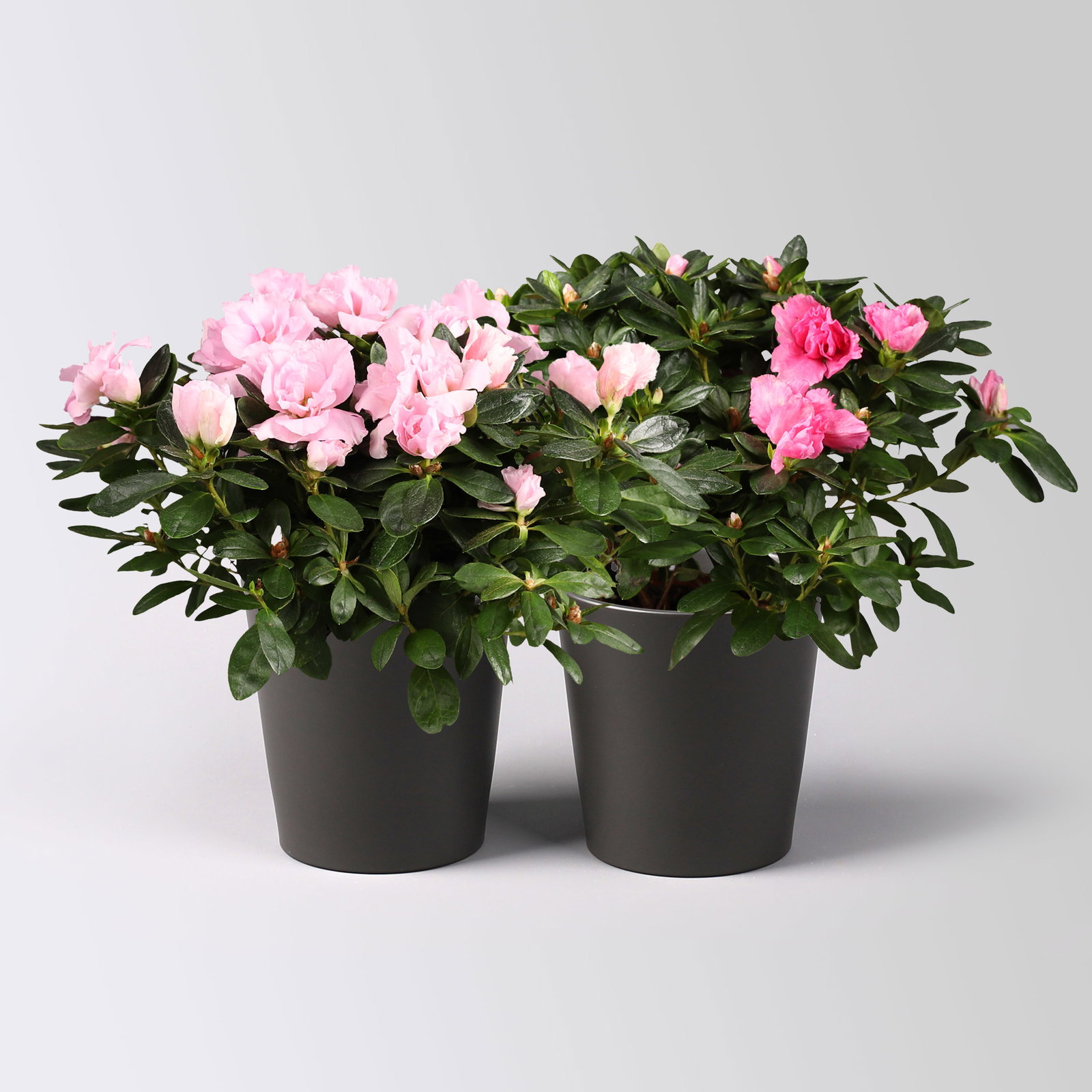 Azalee rosa gefüllt in Keramiktopf Dallas anthrazit, Topf-Ø 12 cm, 2er-Set