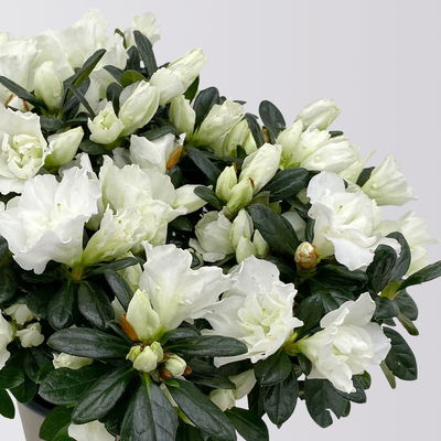 Azalee Hortinno® 'Christine Belli', weiß, Topf-Ø 13 cm, H. ca. 25 cm, 3 Pflanzen