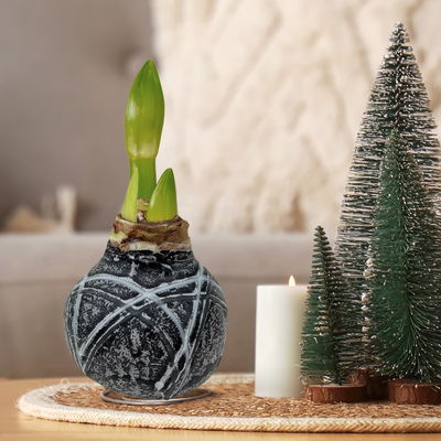 Amaryllis in Wachs, Dekor 'Supreme', Farbe zufällig, Blüte weiß, 2 Pflanzen