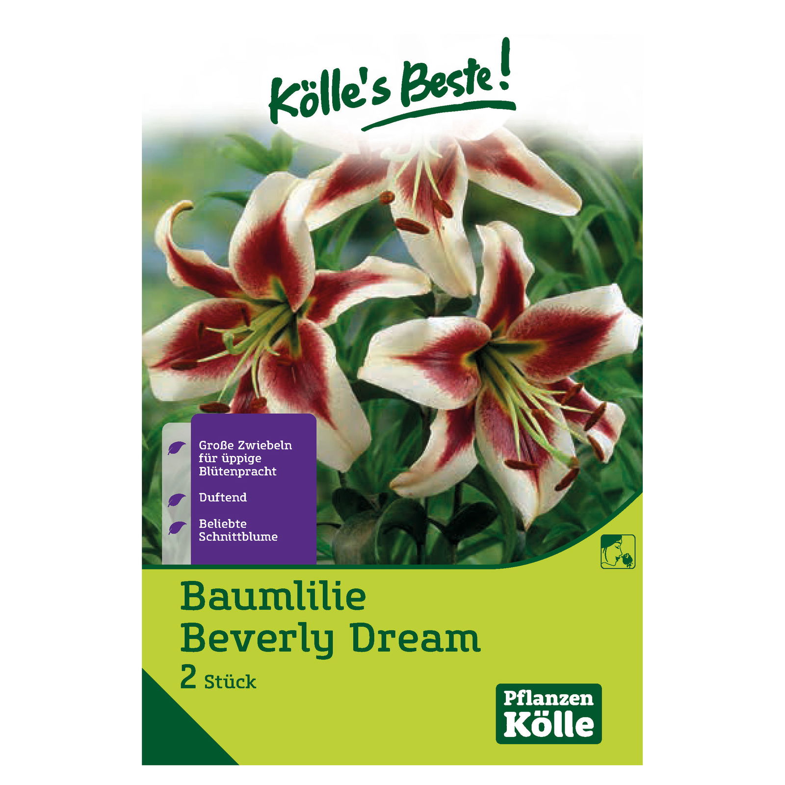 Baumlilie 'Beverly Dream' dunkelrot, weißer Rand & gelbe Mitte, 2 Blumenknollen