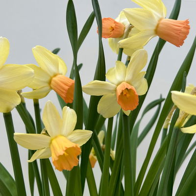 Narzisse cremeweiß-apricot, vorgetrieben, Topf-Ø 12 cm, 6 Pflanzen Narzisse cremeweiß-apricot, vorgetrieben, Topf-Ø 12 cm, 6 Pflanzen